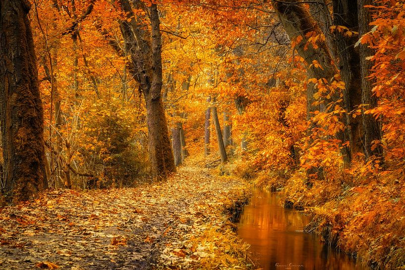 Goldener Herbst von Franz Kaiser