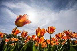 tulpen by Gert Slagmolen