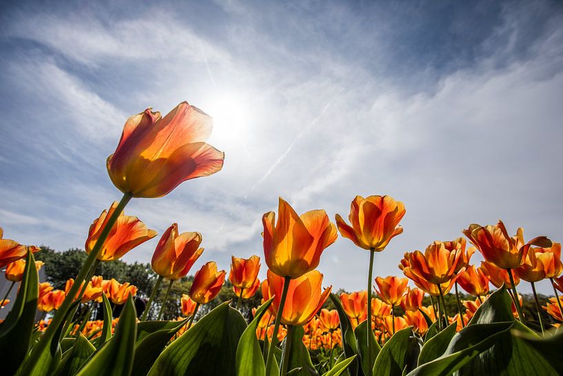 tulpen van Gert Slagmolen