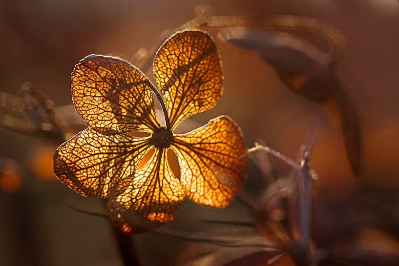 Hydrangea by Rob Boon