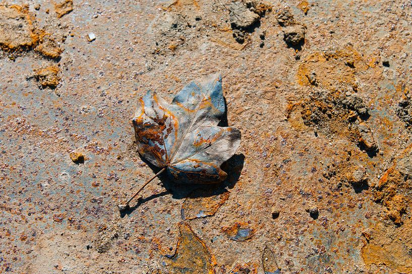 Rusty Leaves VI by LYSVIK PHOTOS