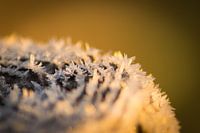 Frost