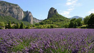 Lavender field in Drôme Provençale France by Peter Bartelings