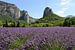 Lavendelfeld in der Drôme Provençale Frankreich von Foto Amsterdam/ Peter Bartelings