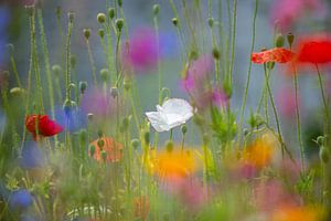 Confettis de coquelicots dans le jardin