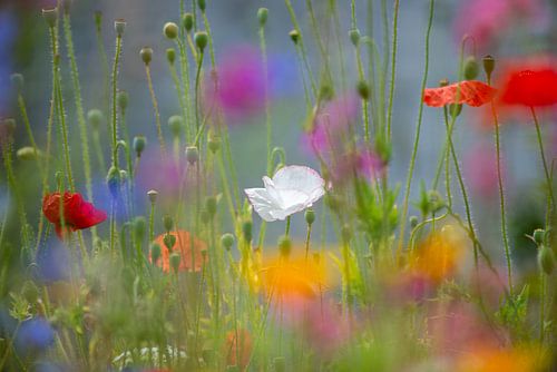Poppy confetti in the backyard by Annemarie Goudswaard