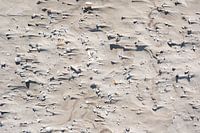 Strandmuscheln
