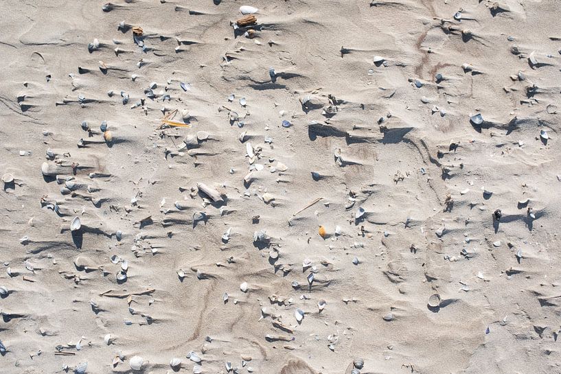 Beach shells by Ed Oud