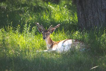 Damhert in rust, Amsterdamse Waterleidingduinen van Marjolijn Barten