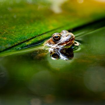 Toad in pond by Sandra Boom