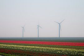 Flowers 4 by Nuance Beeld