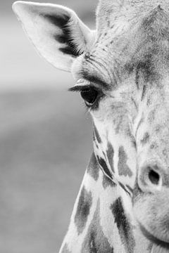 Half portrait of giraffe by Quirina Kamoen