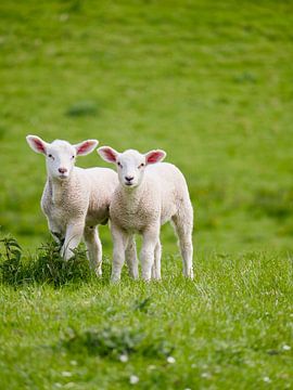 Sheep on the pasture