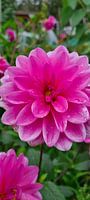 Dahlia met ochtenddauw.