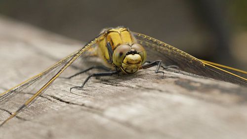 Oever Libelle - Dragonfly - Libellule - Libelle 