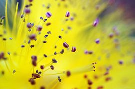 Abstrakt Natur von Brian Raggatt