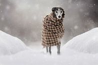 Hund im Schnee von Nuelle Flipse Miniaturansicht