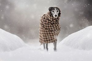 Chien dans la neige sur Nuelle Flipse