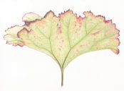 Botanische tekening Groot Hoefblad van Alexandra de Steur thumbnail