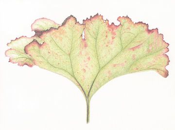Botanische tekening Groot Hoefblad van Alexandra de Steur