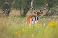 WYSIWYG - Deer looks back