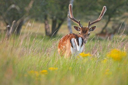 WYSIWYG - Hert kijkt achterom