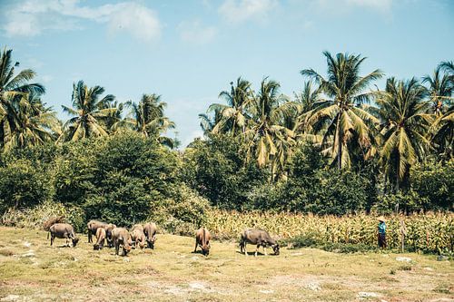 Boer met koeien op het eiland Lombok, Indonesië