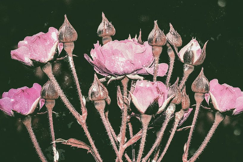 Nuit Rose par Christine Nöhmeier