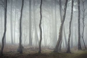 Rythme de la forêt