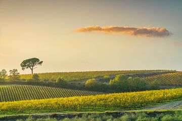 Chianti wijngaarden bij zonsondergang, Toscane, Italië van Stefano Orazzini