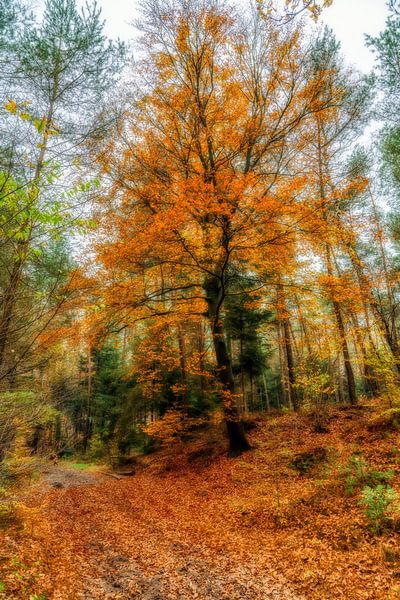 Autumn colours by Adriaan Westra