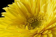 Gerbera van Tanja van Beuningen thumbnail