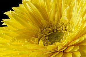 Gerbera sur Tanja van Beuningen