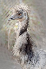 emu by Cindy van der Sluijs