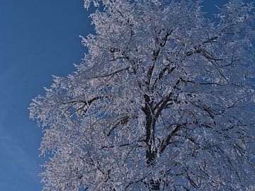 Close up van een kale boom met bevroren takken in de winter van Timon Schneider