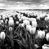 Tulpen (zwart-wit) van Rob Blok