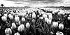 Polderlandschaft mit Tulpen (schwarz-weiß) von Rob Blok Miniaturansicht