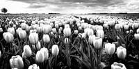 Paysage de polders avec tulipes (noir et blanc) sur Rob Blok Aperçu