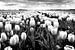 Paysage de polders avec tulipes (noir et blanc) sur Rob Blok