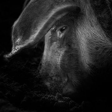 Wat een varken doet van Ruud Peters