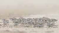 Drieteenstrandlopers op het strand van Menno Schaefer thumbnail