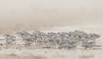 Sanderlinge am Strand von Menno Schaefer