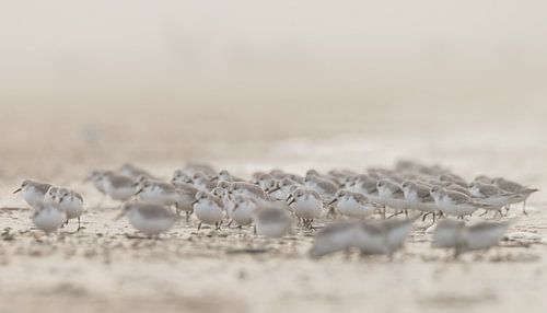 Sanderlings on the beach by Menno Schaefer
