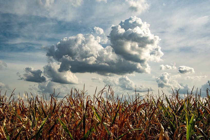 Mais en de wolk van Michael van Eijk