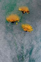 Bloem bevroren of niet 4