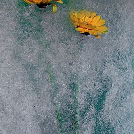 Blume gefroren oder nicht 4 von Wim van Ooijen