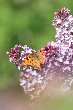 Schmetterling (großer Fuchs) auf Blumen | Naturfoto im Süd-Kennemerland von Dylan gaat naar buiten