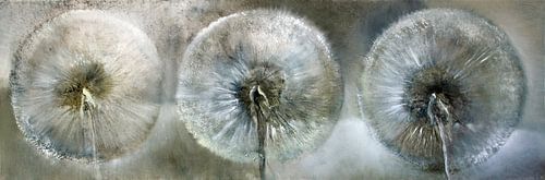 Three dandelions by Annette Schmucker