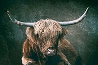 Scottish Highland Cattle