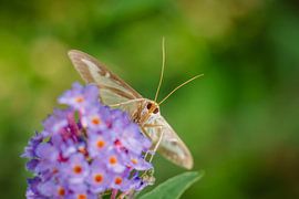 Buxusmot met groene achtergrond van Johan Slagers